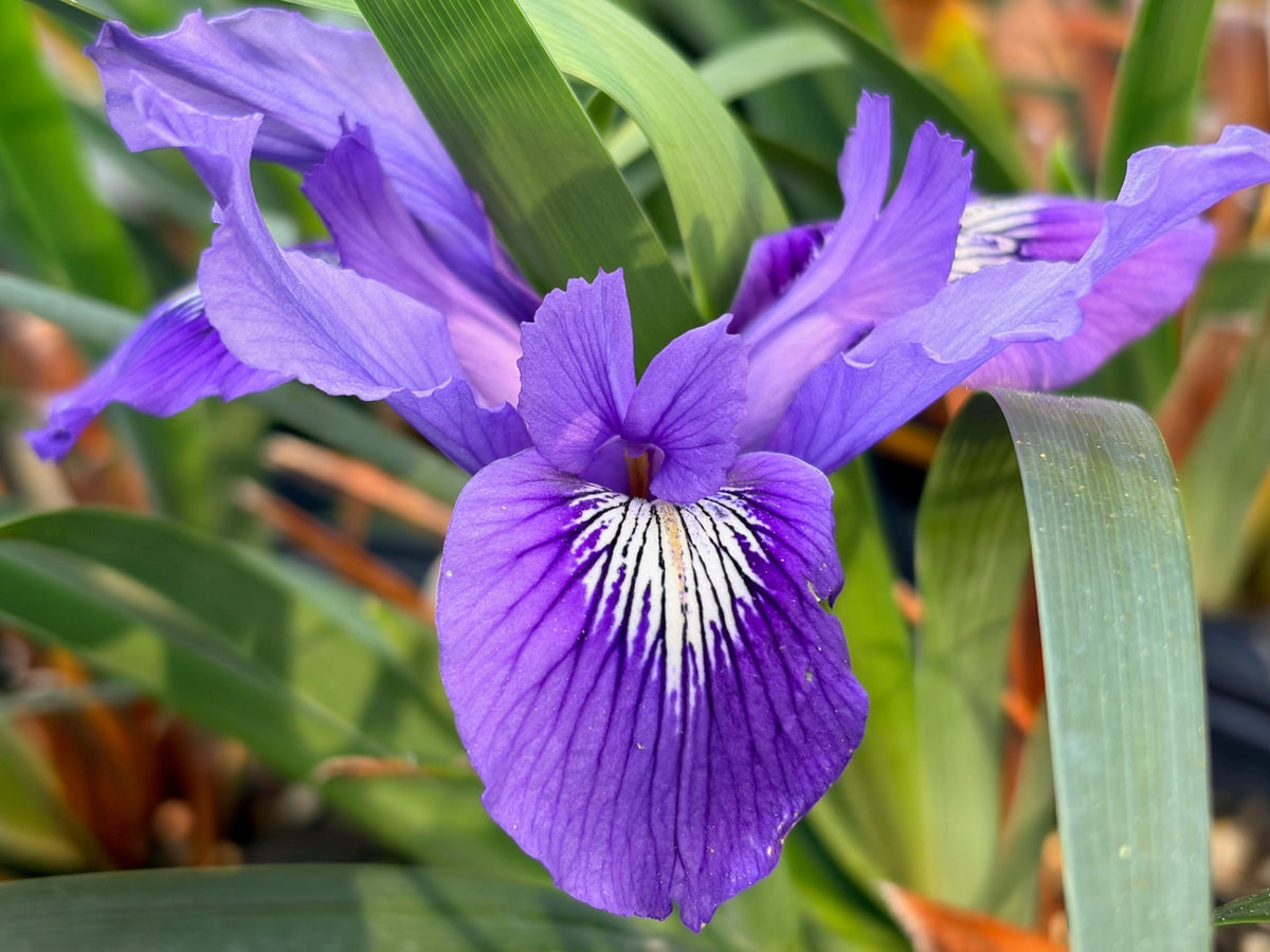 Iris douglasiana 'Benitoite Blue' (Douglas Iris)