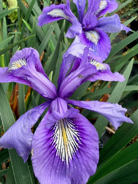 Iris douglasiana 'Benitoite Blue' (Douglas Iris)