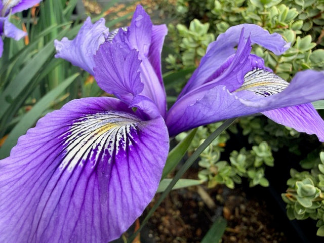 Iris douglasiana 'Benitoite Blue' (Douglas Iris)