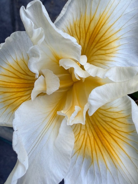 Iris douglasiana 'Canyon Snow' (White Flowering Douglas Iris)