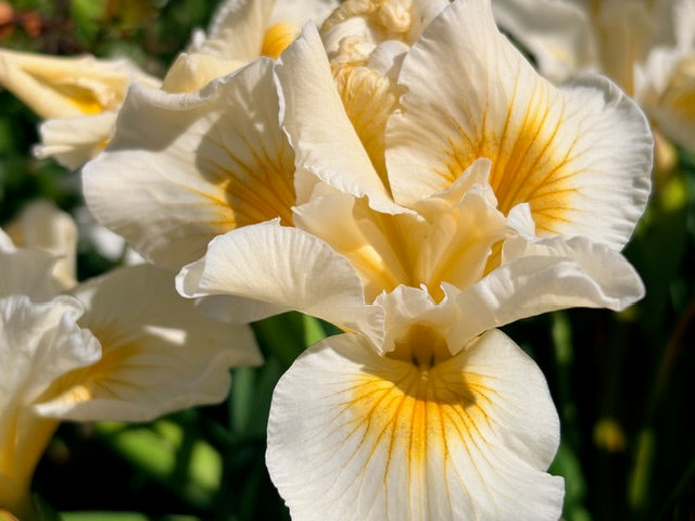 Iris douglasiana 'Canyon Snow' (White Flowering Douglas Iris)