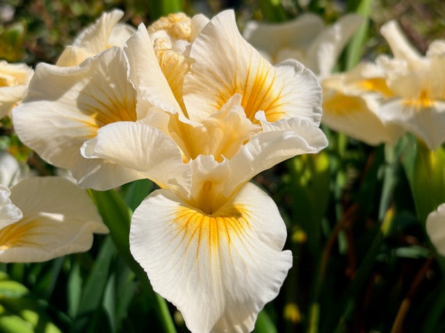 Iris douglasiana 'Canyon Snow' (White Flowering Douglas Iris)