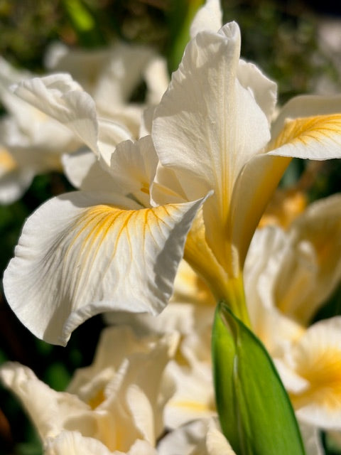 Iris douglasiana 'Canyon Snow' (White Flowering Douglas Iris)