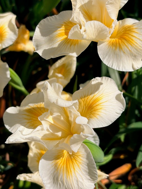 Iris douglasiana 'Canyon Snow' (White Flowering Douglas Iris)