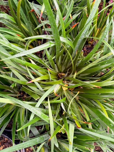 Iris douglasiana 'Portuguese Beach' (Douglas Iris)