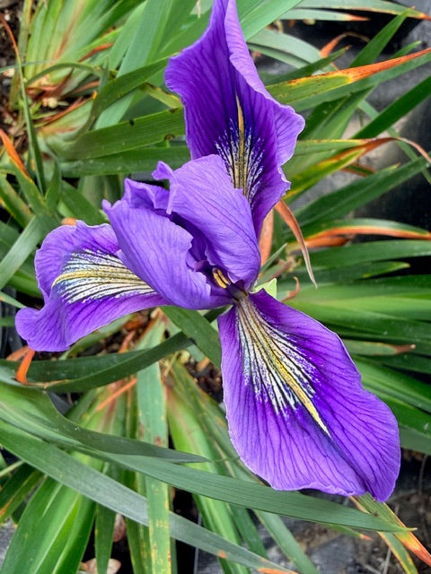Iris douglasiana 'Portuguese Beach' (Douglas Iris)