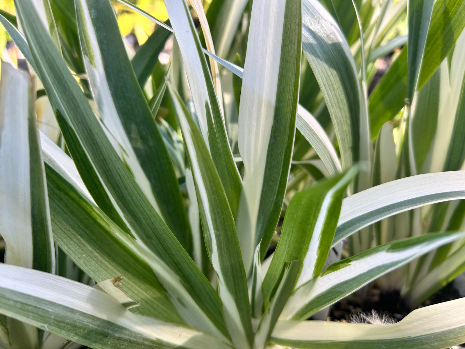 Iris japonica 'Aphrodite'  (Japanese Iris)
