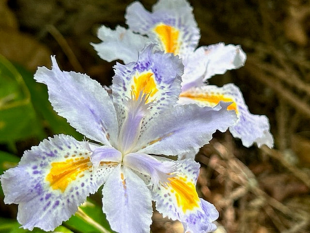Iris japonica &#39;Aphrodite&#39;  (Japanese Iris)