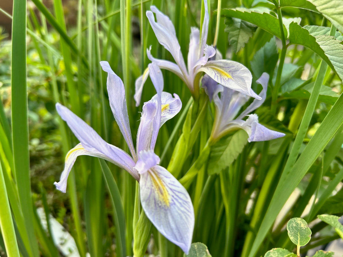 Iris missouriensis  (Rocky Mountain Iris, Western Blue Flag)