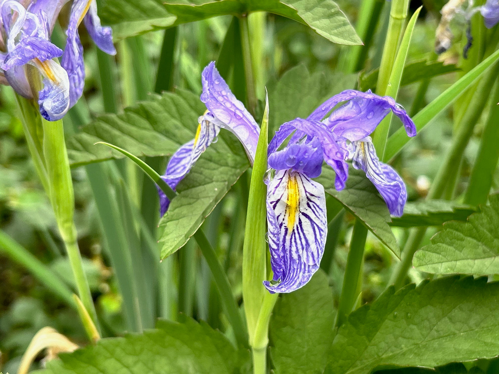 Iris missouriensis  (Rocky Mountain Iris, Western Blue Flag)