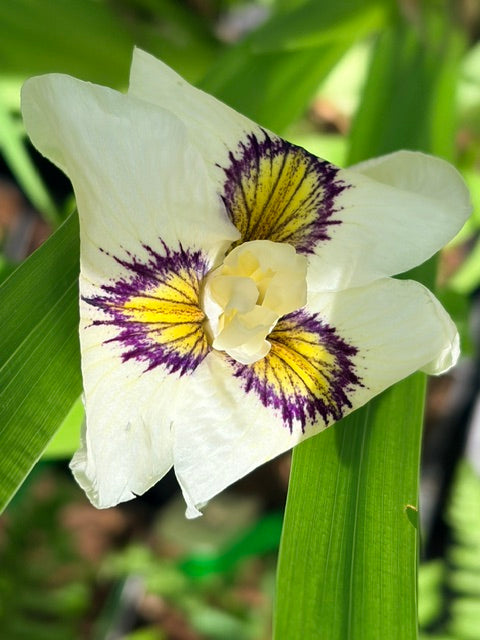 Iris pseudata 'Cat's Eye'  (Caty's Eye Iris)