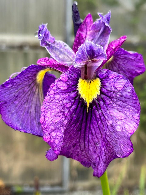 Iris pseudata 'Shiryukyo'  (Purple Dragon's Valley)