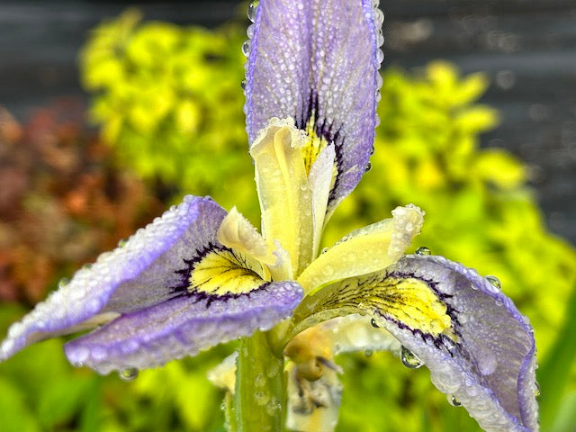 Iris pseudata &#39;Tsukiyono&#39;  (Moonlit Field)