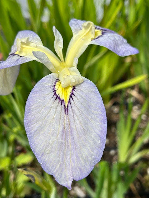 Iris pseudata 'Tsukiyono'  (Moonlit Field)