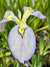 Iris pseudata 'Tsukiyono'  (Moonlit Field)