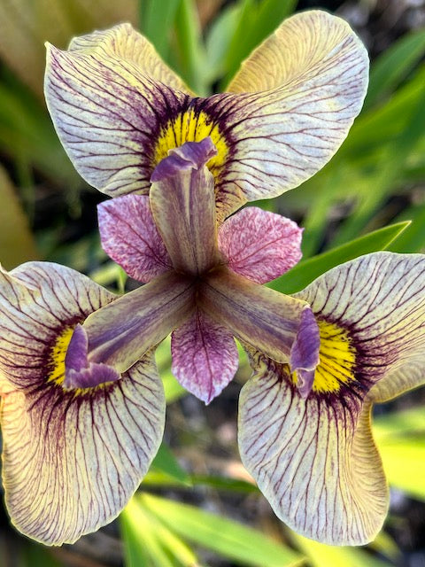 Iris pseudata &#39;Yari&#39;  (Night Thunder)