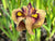 Iris pseudata 'Yari'  (Night Thunder)