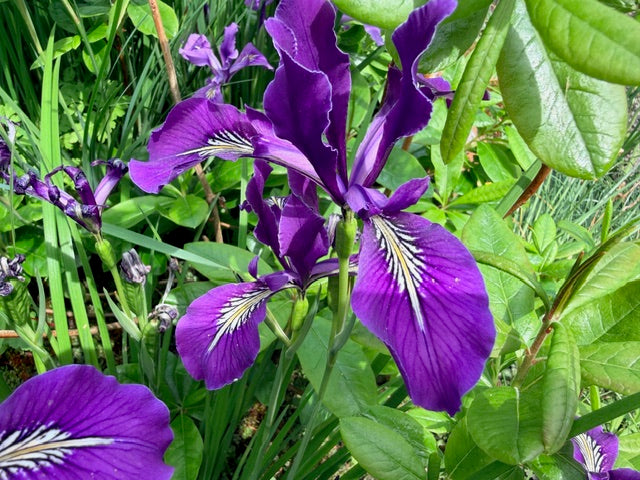 Iris tenax (Oregon Iris)