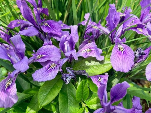 Iris tenax (Oregon Iris)
