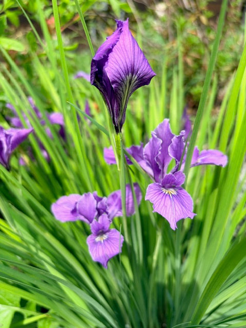 Iris tenax (Oregon Iris)
