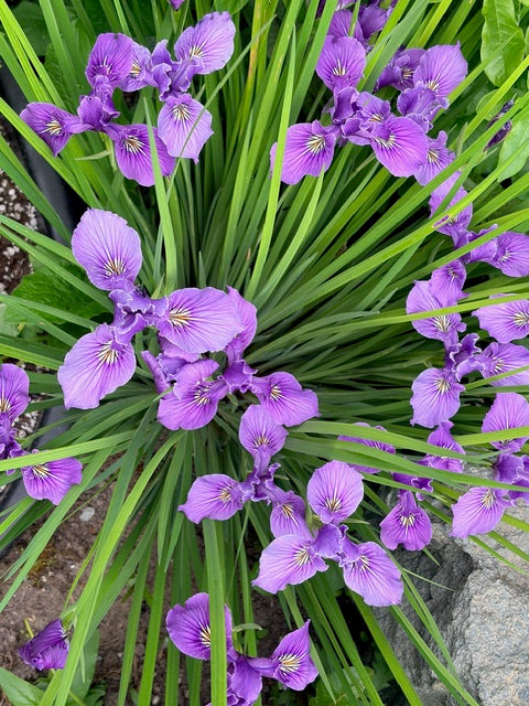 Iris tenax (Oregon Iris)