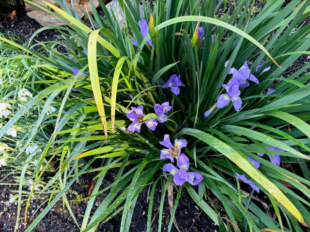 Iris unguicularis (Algerian Iris)