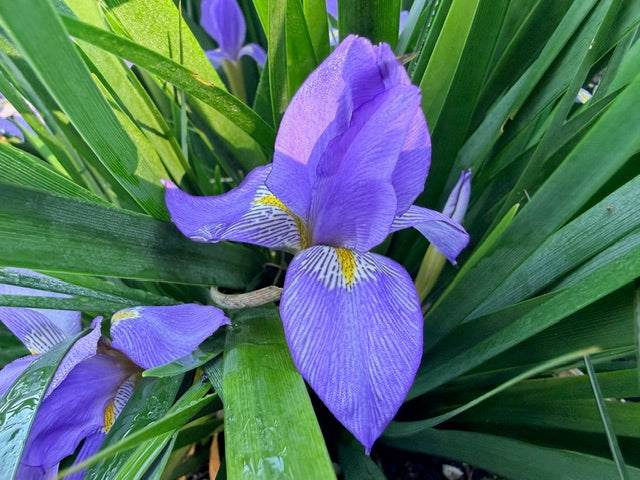 Iris unguicularis (Algerian Iris)