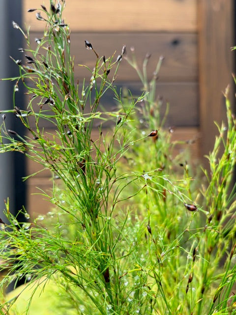 Ischyrolepis subverticillata (Cape Rush)