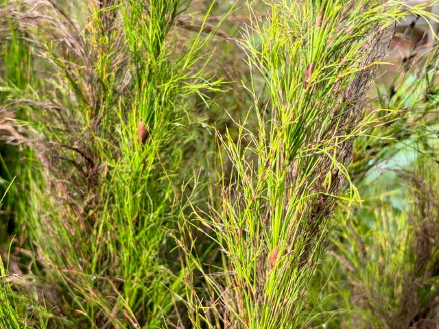 Ischyrolepis subverticillata (Cape Rush)