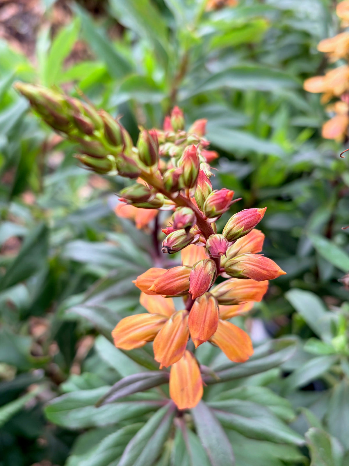 Isoplexis canariensis (Canary Island Foxglove)