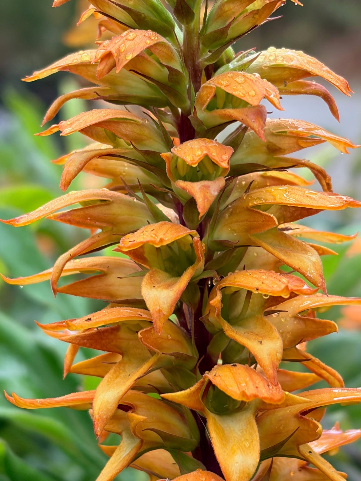 Isoplexis canariensis (Canary Island Foxglove)
