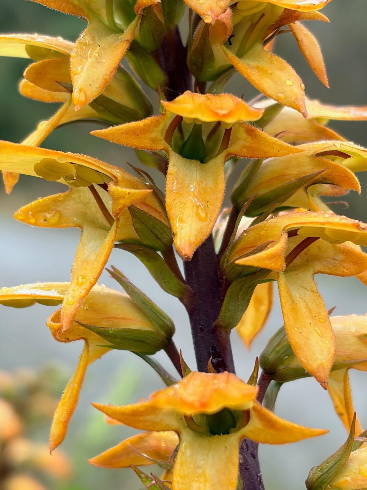 Isoplexis canariensis (Canary Island Foxglove)