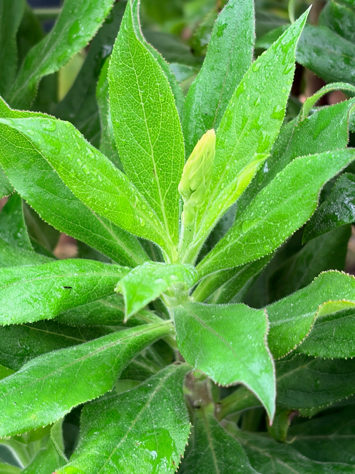 Isoplexis canariensis (Canary Island Foxglove)