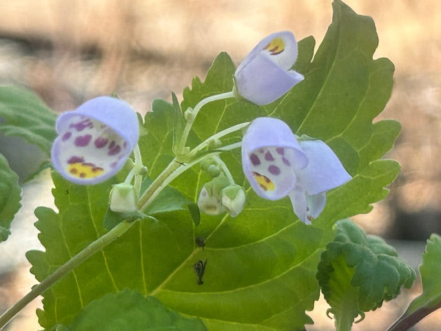 Jovellana sinclairii (Cup Flower)