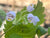Jovellana sinclairii (Cup Flower)