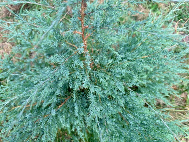 Juniperus scopulorum  (Rocky Mountain Juniper)