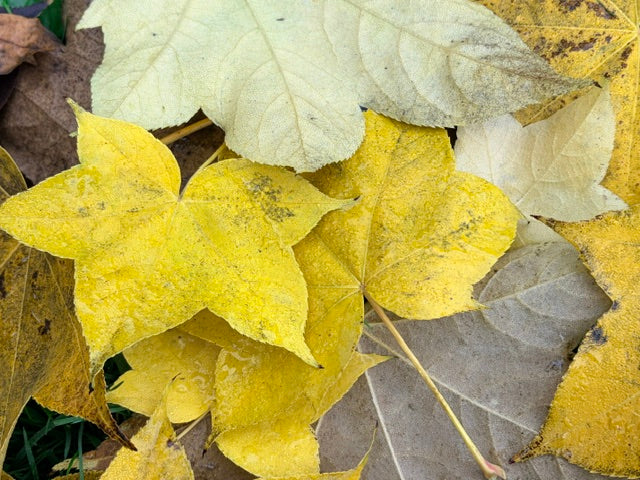 Kalopanax septemlobus (Castor Aralia)