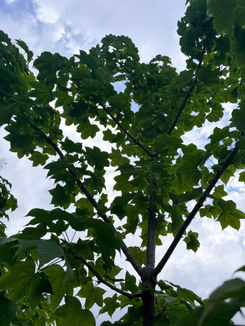 Kalopanax septemlobus (Castor Aralia)