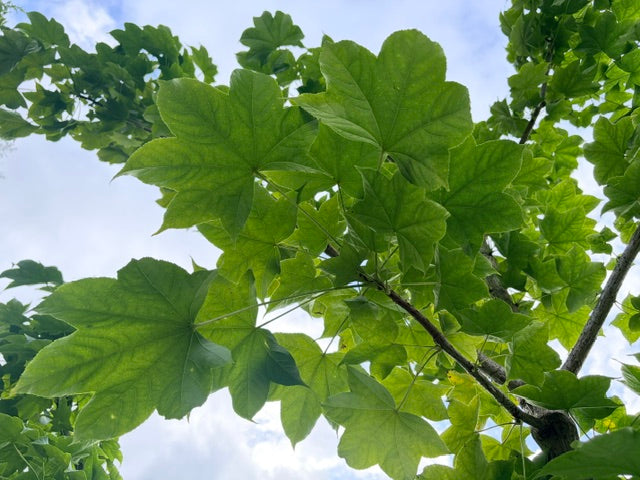 Kalopanax septemlobus (Castor Aralia)