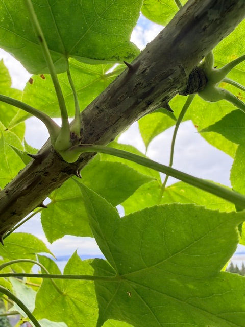 Kalopanax septemlobus (Castor Aralia)