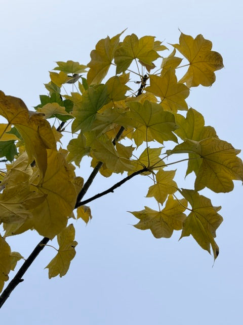 Kalopanax septemlobus (Castor Aralia)