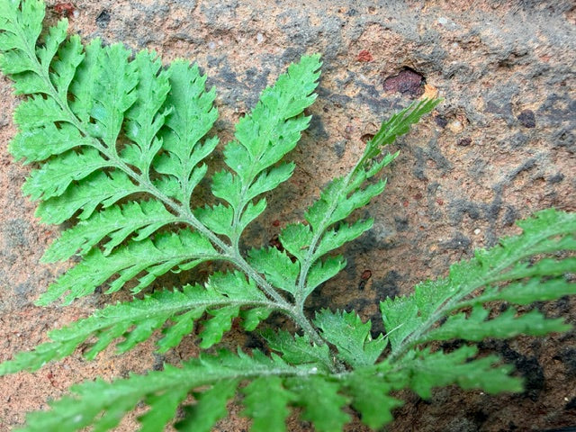 Lastreopsis microsora (Creeping Shield Fern)