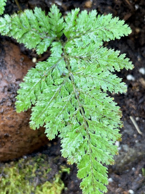 Lastreopsis microsora (Creeping Shield Fern)