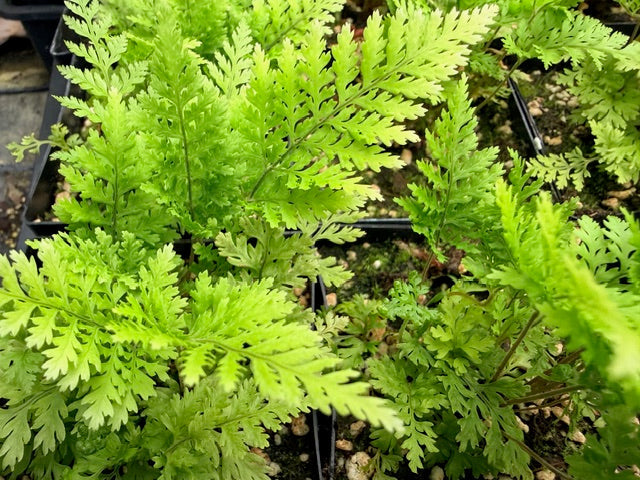 Lastreopsis microsora (Creeping Shield Fern)
