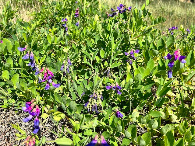 Lathyrus japonicus var. maritimus (Beach Pea)
