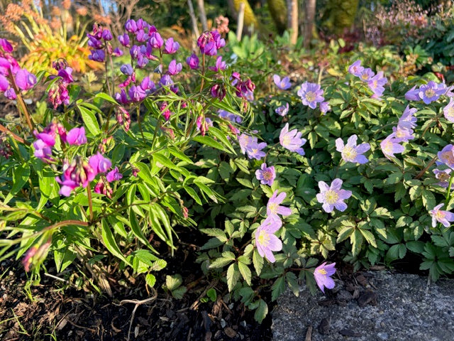 Lathyrus vernus  (Perennial Spring Pea)