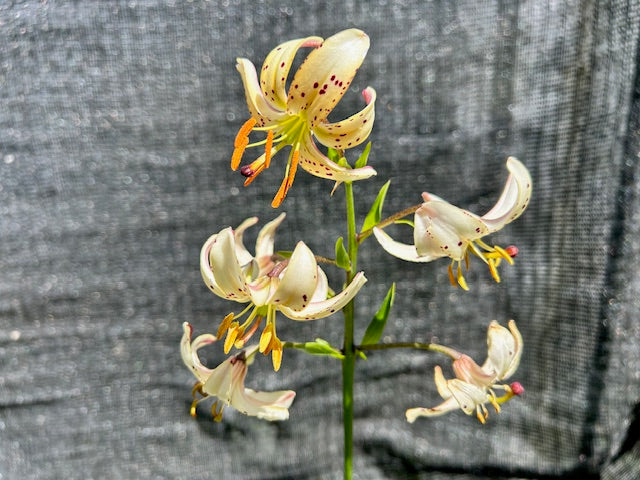 Lilium martagon 'Albi Morning'  (Turk's Cap Lily, Martagon Lily)
