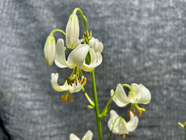 white martagon lily Lilium martagon 'Snowy Morning' (Turk's Cap Lily, Martagon Lily)