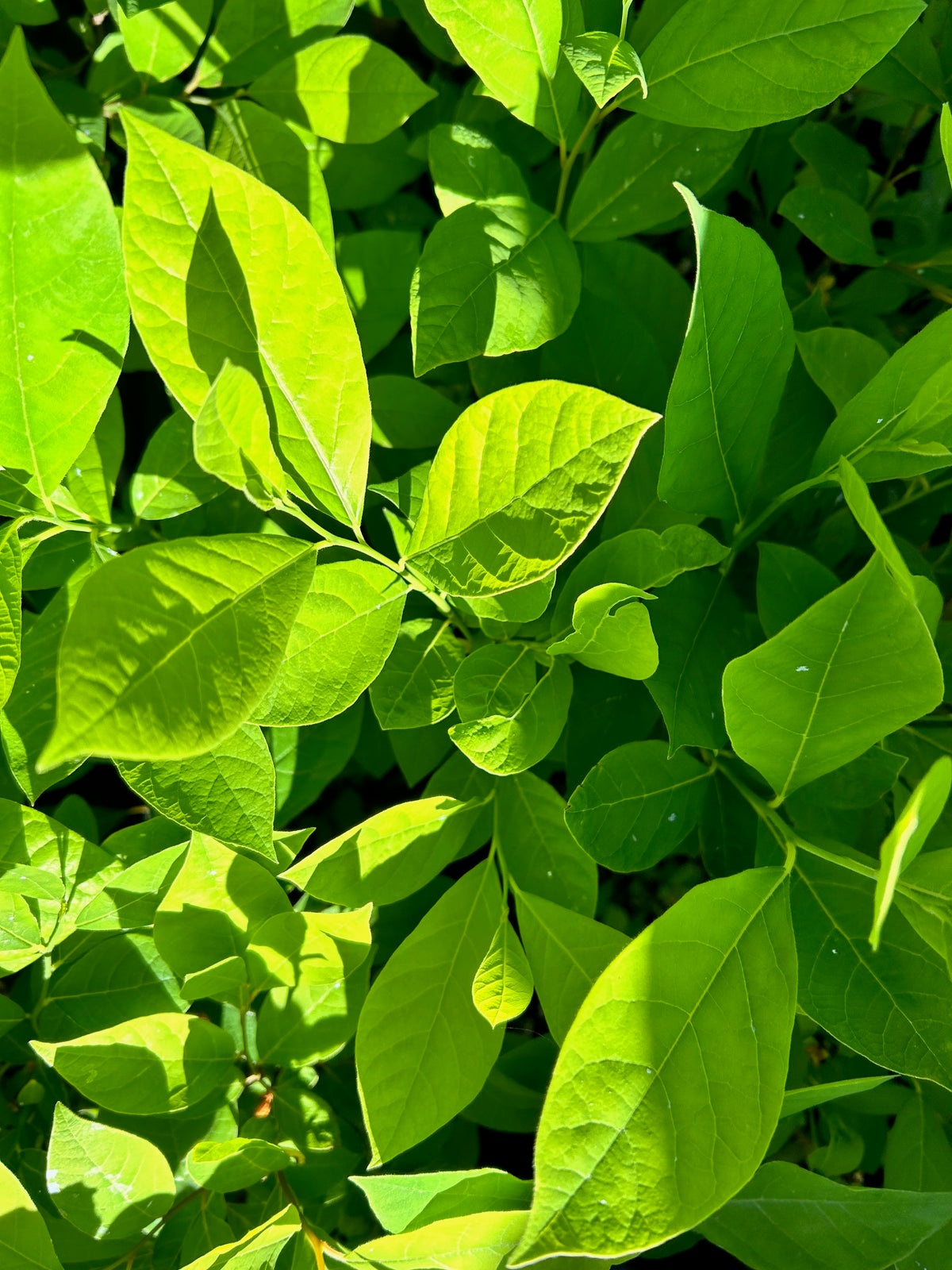 2 Spicebush Plants (Lindera Benzoin) - Live Shrubs In 4" Containers, Flowering, Full Sun To Partial Shade, Hardy Zone 4