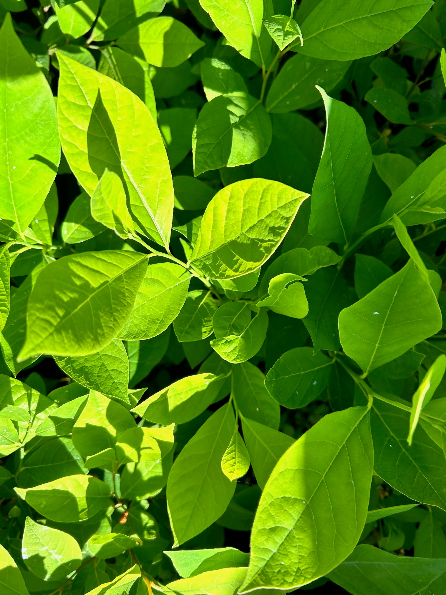 Lindera benzoin (Spicebush)